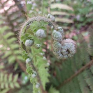 plante chamanisme celtique