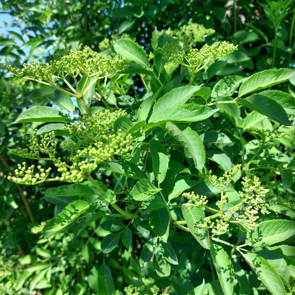 plante chamanisme celtique
