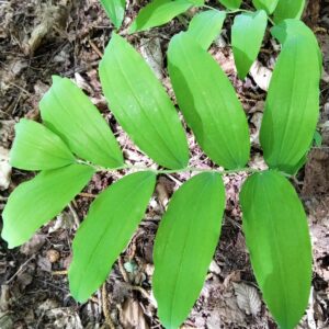 plante chamanisme celtique