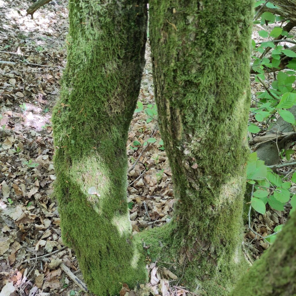 plante chamanisme celtique