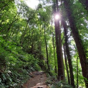 foret stage celtique plante chamanisme celtique