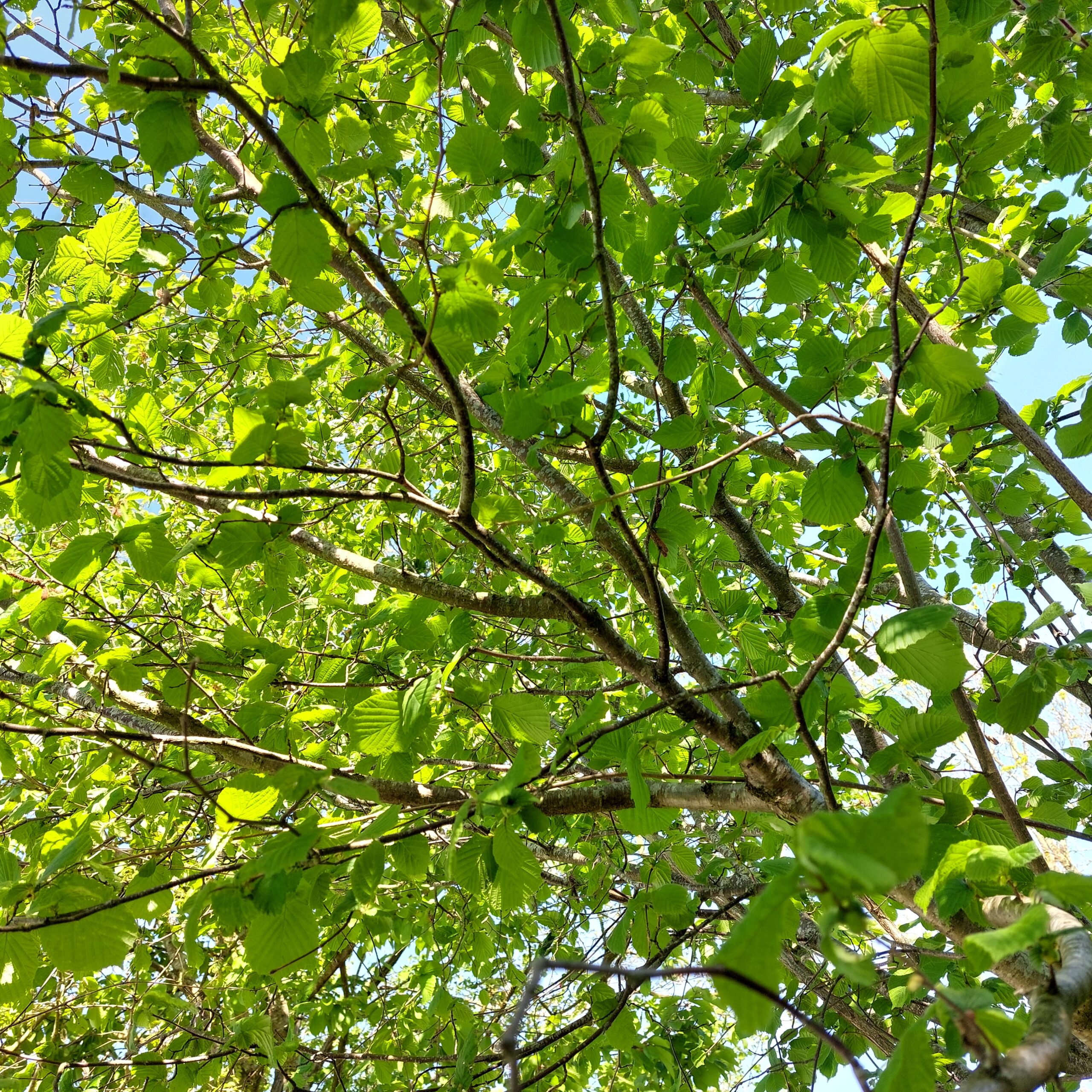 plante chamanisme celtique