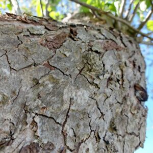 arbre ecorce chamanisme plante chamanisme celtique