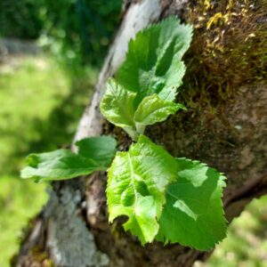 plante chamanisme celtique